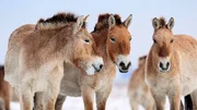 Im Winter lassen sich die Przewalski-Pferde ein dickes Winterfell wachsen. Im Winter lassen sich die Przewalski-Pferde ein dickes Winterfell wachsen.