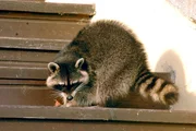 Waschbär. Waschbär.