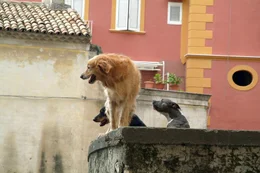 Der Film schildert das Schicksal eines Rudels von verwahrlosten Hunden, das im neapolitanischen Hafenmilieu zu &uuml;berleben versucht - Eifersucht, Verrat und Gewalt inklusive. Sieben Hunde, jeder mit unverkennbarem &Auml;u&szlig;eren und ausgepr&auml;gtem Charakter, bilden die Kerngruppe einer Stra&szlig;enbande. Die Dokumentation erz&auml;hlt von den erstaunlichen Strategien, die Haushunde anwenden, wenn sie im Dschungel der Gro&szlig;stadt &uuml;berleben wollen - und von den spannenden Allianzen und Beziehungen, die Hunde untereinander entwickeln.