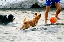 "Leopardi" (rotbrauner R&uuml;de mit wei&szlig;er Schwanzspitze) und "Terroni" (Bobtailmischung) jagen dem Ball am Strand nach.
