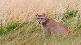 Der Torres-del-Paine Nationalpark ist aufgrund seines hohen Puma-Vorkommens einer der besten Orte in S&uuml;damerika, um die majest&auml;tische Raubkatze aufzusp&uuml;ren.