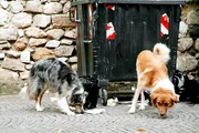 "Bartolo" (l.) und Rudelf&uuml;hrer "Capo" vor M&uuml;llcontainer.