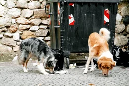 "Bartolo" (l.) und Rudelf&uuml;hrer "Capo" vor M&uuml;llcontainer.