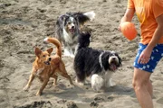 Der Film schildert das Schicksal eines Rudels von verwahrlosten Hunden, das im neapolitanischen Hafenmilieu zu &uuml;berleben versucht - Eifersucht, Verrat und Gewalt inklusive. Sieben Hunde, jeder mit unverkennbarem &Auml;u&szlig;eren und ausgepr&auml;gtem Charakter, bilden die Kerngruppe einer Stra&szlig;enbande. Die Dokumentation erz&auml;hlt von den erstaunlichen Strategien, die Haushunde anwenden, wenn sie im Dschungel der Gro&szlig;stadt &uuml;berleben wollen - und von den spannenden Allianzen und Beziehungen, die Hunde untereinander entwickeln.