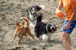 Der Film schildert das Schicksal eines Rudels von verwahrlosten Hunden, das im neapolitanischen Hafenmilieu zu &uuml;berleben versucht - Eifersucht, Verrat und Gewalt inklusive. Sieben Hunde, jeder mit unverkennbarem &Auml;u&szlig;eren und ausgepr&auml;gtem Charakter, bilden die Kerngruppe einer Stra&szlig;enbande. Die Dokumentation erz&auml;hlt von den erstaunlichen Strategien, die Haushunde anwenden, wenn sie im Dschungel der Gro&szlig;stadt &uuml;berleben wollen - und von den spannenden Allianzen und Beziehungen, die Hunde untereinander entwickeln.