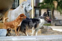 Der Film schildert das Schicksal eines Rudels von verwahrlosten Hunden, das im neapolitanischen Hafenmilieu zu &uuml;berleben versucht - Eifersucht, Verrat und Gewalt inklusive. Sieben Hunde, jeder mit unverkennbarem &Auml;u&szlig;eren und ausgepr&auml;gtem Charakter, bilden die Kerngruppe einer Stra&szlig;enbande. Die Dokumentation erz&auml;hlt von den erstaunlichen Strategien, die Haushunde anwenden, wenn sie im Dschungel der Gro&szlig;stadt &uuml;berleben wollen - und von den spannenden Allianzen und Beziehungen, die Hunde untereinander entwickeln.