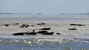 Seehunde faulenzen bei Ebbe liebend gerne auf Sandbänken herum. Seehunde faulenzen bei Ebbe liebend gerne auf Sandbänken herum.