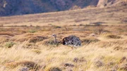 Nandu &ndash; ein gro&szlig;er, flugunf&auml;higer Laufvogel, der in S&uuml;damerika beheimatet ist, insbesondere in Patagonien.