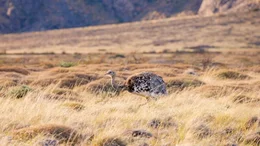 Nandu &ndash; ein gro&szlig;er, flugunf&auml;higer Laufvogel, der in S&uuml;damerika beheimatet ist, insbesondere in Patagonien.