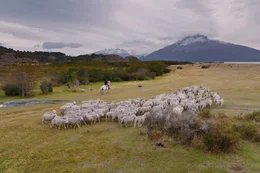 Patagonien &ndash; Land der Pioniere Schafe  Copyright: SRF/Autentic