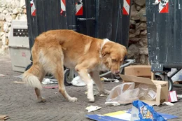 Der Film schildert das Schicksal eines Rudels von verwahrlosten Hunden, das im neapolitanischen Hafenmilieu zu &uuml;berleben versucht - Eifersucht, Verrat und Gewalt inklusive. Sieben Hunde, jeder mit unverkennbarem &Auml;u&szlig;eren und ausgepr&auml;gtem Charakter, bilden die Kerngruppe einer Stra&szlig;enbande. Die Dokumentation erz&auml;hlt von den erstaunlichen Strategien, die Haushunde anwenden, wenn sie im Dschungel der Gro&szlig;stadt &uuml;berleben wollen - und von den spannenden Allianzen und Beziehungen, die Hunde untereinander entwickeln.
