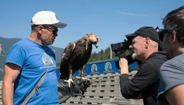 Falkner Franz Sch&uuml;ttelkopf (l.) pr&auml;sentiert einen seiner Adler auf Burg Landskron.