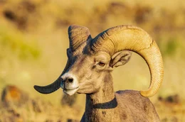 Dickhornschaf (Ovis canadensis).