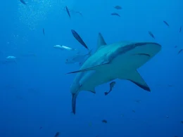 Hai Hai