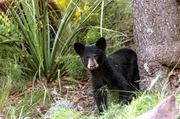Amerikanischer Schwarzb&auml;r (Ursus americanus).