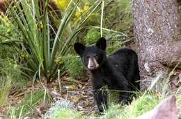 Amerikanischer Schwarzb&auml;r (Ursus americanus).