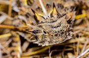 Texas-Kr&ouml;tenechse (Phrynosoma cornutum).