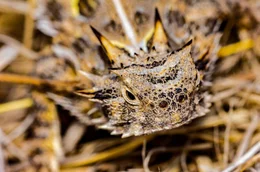 Texas-Kr&ouml;tenechse (Phrynosoma cornutum).