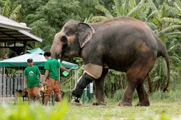 Elefantendame Motala ist einer von weltweit zwei Elefanten mit einer Beinprothese.