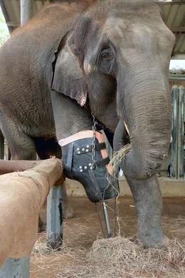 Elefantendame Mosha hat vor zehn Jahren ihr Bein bei einem Landminenunfall verloren. Kurze Zeit sp&auml;ter konnte ihr eine k&uuml;nstliche Prothese angepasst werden.