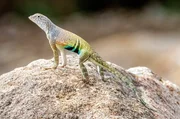 Große Kurzhornkrötenechse (Phrynosoma hernandesi). Große Kurzhornkrötenechse (Phrynosoma hernandesi).
