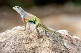 Gro&szlig;e Kurzhornkr&ouml;tenechse (Phrynosoma hernandesi).