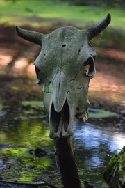 schädel, tier, wikingermuseum, wikinger, dänemark schädel, tier, wikingermuseum, wikinger, dänemark