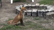 Ein ungew&ouml;hnlicher Gast treibt auf der Parzelle sein Unwesen.