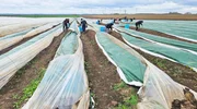 Sortierung von grünem Spargel auf dem Spargelhof Kutzleben/Thüringen Sortierung von grünem Spargel auf dem Spargelhof Kutzleben/Thüringen