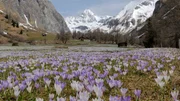 Krokusse und  Gro&szlig;glockner.
