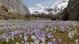 Krokusse und  Gro&szlig;glockner.