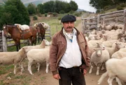 Gaucho mit seiner Schafherde Gaucho mit seiner Schafherde