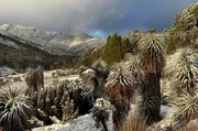 Die Richea pandanifolia ist für ihr einzigartiges, palmenähnliches Aussehen bekannt, das in der subalpinen Umgebung Tasmaniens besonders markant ist. Die Richea pandanifolia ist für ihr einzigartiges, palmenähnliches Aussehen bekannt, das in der subalpinen Umgebung Tasmaniens besonders markant ist.