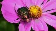 Krabbeltiere Staffel 1 Folge 4 Warum Hummeln und Rosenkäfer für Garten und Natur nützlich sind Rosenkäfer auf Blüte Krabbeltiere Staffel 1 Folge 4 Warum Hummeln und Rosenkäfer für Garten und Natur nützlich sind Rosenkäfer auf Blüte