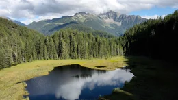 Brandsee.