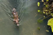 In den Bächen und Flüssen Tasmaniens ist das Schnabeltier zu Hause. Das geheimnisvolle Wasserwesen bildet mit dem Ameisenigel die kleine Ordnung der eierlegenden Säugetiere. In den Bächen und Flüssen Tasmaniens ist das Schnabeltier zu Hause. Das geheimnisvolle Wasserwesen bildet mit dem Ameisenigel die kleine Ordnung der eierlegenden Säugetiere.