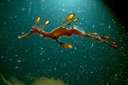 Der Seedrache ist ausschließlich in den Seegraswiesen der südaustralischen Küste zu finden, wo er wie ein Stück Tang in der Strömung treibt. Der Seedrache ist ausschließlich in den Seegraswiesen der südaustralischen Küste zu finden, wo er wie ein Stück Tang in der Strömung treibt.