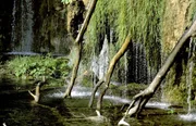 Universum "Plitvice - Im Land der fallenden Seen". In den 50er Jahren wurden sie als Schauplatz f&uuml;r eine Vielzahl von Kinofilmen ber&uuml;hmt - die Plitvicer-Seen an der bosnisch-kroatischen Grenze. Die Plitvicer-Seen sind der erste Nationalpark Europas und wurden schon fr&uuml;h von der UNESCO als Internationales Naturerbe unter Schutz gestellt. Im Bild: Teil eines Kaskadenbeckens.