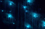 Tief unter der Erde, in absoluter Finsternis zaubern Mückenlarven mit Biolumineszenz ihren eigenen, blau leuchtenden Sternenhimmel an die Höhlendecke. Tief unter der Erde, in absoluter Finsternis zaubern Mückenlarven mit Biolumineszenz ihren eigenen, blau leuchtenden Sternenhimmel an die Höhlendecke.