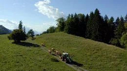 Almabtrieb unterm Techantiger Mittagskogel.
