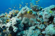 Faszination Wasser Zauber der Korallenriffe &ndash; Chagos-Archipel Korallenriff