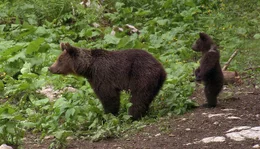 NDR Fernsehen EXPEDITIONEN INS TIERREICH, "Kroatien - Naturparadies zwischen Donau und Adria", am Mittwoch (15.06.11) um 20:15 Uhr. Viele W&auml;lder Kroatiens sind noch intakt. Bis zu tausend Braunb&auml;ren gibt es in dem kleinen Balkanstaat. In Deutschland hat es keiner geschafft, zu &uuml;berleben.