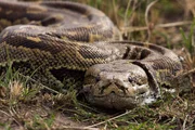 Der N&ouml;rdliche Felsenpython ist vorwiegend bodenbewohnend, als guter Kletterer h&auml;lt er sich aber auch regelm&auml;&szlig;ig auf B&auml;umen auf, um zu jagen oder Raubfeinden auszuweichen.
