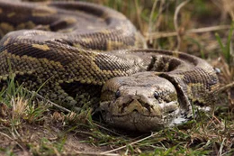 Der N&ouml;rdliche Felsenpython ist vorwiegend bodenbewohnend, als guter Kletterer h&auml;lt er sich aber auch regelm&auml;&szlig;ig auf B&auml;umen auf, um zu jagen oder Raubfeinden auszuweichen.