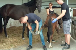 Dr. Christian Schreitmüller (r.) raspelt den Huf eines Fohlens. Das Fohlen bekommt einen Orthop&auml;dischen Hufschuh.