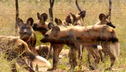 Zwei verletzte Wildhunde m&uuml;ssen bet&auml;ubt werden &ndash; die Tier&auml;rzte versuchen sie mit dem Blasrohr zu treffen, was in einem 19-k&ouml;pfigen Rudel schwierig ist.