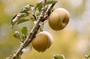In der Normandie soll es mehr als vier Millionen Apfelb&auml;ume geben &ndash; und folglich unz&auml;hlige Familien, die traditionell mit der Herstellung und dem Konsum von Cidre in Verbindung stehen.