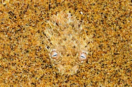 Die Zwergpuffotter beherrscht das sogenannte Seitenwinden, um sich rasch &uuml;ber lockeren Sand zu bewegen, wodurch sie als echte W&uuml;stenschlange erkennbar ist.