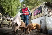 Greg (Stephen Merchant) erfährt am eigenen Leib, dass Sozialstunden abzuleisten manchmal eine Schweine-Arbeit ist. Greg (Stephen Merchant) erfährt am eigenen Leib, dass Sozialstunden abzuleisten manchmal eine Schweine-Arbeit ist.