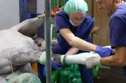 Patient Pferd: Tierärztin Hannah Regh (l.) und Dr Ulrich Walliser (r.) beim Gips anlegen nach einer gelungen OP.